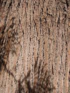 Silk Oak, bark