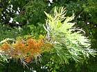 Silk Oak, flower