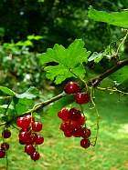Red currant, pictures
