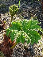 Gunnera