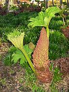 Gunnera