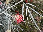 Pincushion Bush, pictures