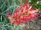 Pincushion Bush, flower