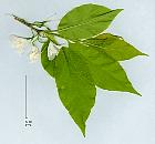Silverbell, leaf