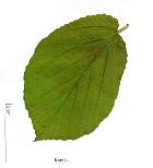 China hamamelis, leaf