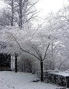 Cerisier, paysage sous la neige
