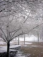 Cerisier, paysage sous la neige