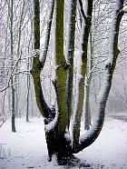 European Ash, snowy landscape