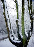 European Ash, snowy landscape