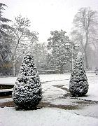 English Yew, Common Yew, snowy landscape