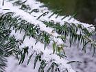 English Yew, Common Yew, snowy landscape