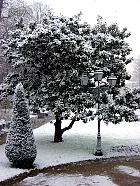 Magnolia, paysage sous la neige
