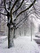 London Plane, Hybrid Plane, snowy landscape