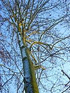 London Plane, Hybrid Plane, snowy landscape