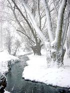 Wisconsin Weeping Willow, snowy landscape