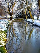 Wisconsin Weeping Willow, snowy landscape