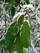 Viburnum leaf folded, snowy landscape