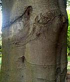 Beech, bark