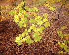 Beech, autumn leafs