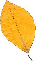 Beech, autumn leafs
