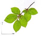 Beech, leaf