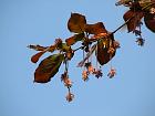 Beech, flower