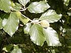 Beech