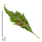Heterophile Beech, leaf