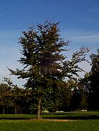 H�tre jeune, silhouette