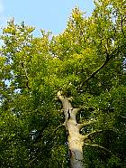 H�tre, parc de la Jeurre, silhouette