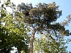 H�tre, parc de la Jeurre, silhouette