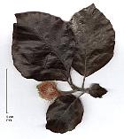 Copper Beech, leaf