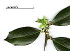 Common holly, pictures