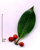 Common holly, pictures