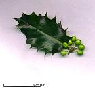 Common holly, pictures