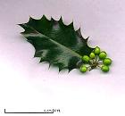 Houx, feuille