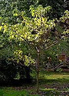 Idesia polycarpa, silhouette