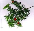English Yew, Common Yew, pictures