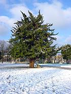 English Yew, Common Yew, snowy landscape