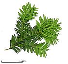 English Yew, Common Yew, pictures