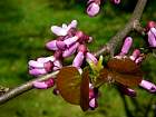 Redbud, Tree Caramel, pictures