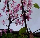 Redbud, Tree Caramel, pictures