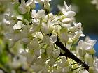 Judas tree with white flowers, flower