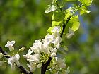 Judas tree with white flowers, flower