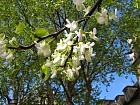 Judas tree with white flowers, flower