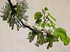 Judas tree with white flowers, flower