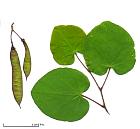 Redbud, Tree Caramel, leaf