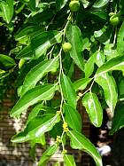 Jujube tree, pictures