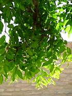 Jujube tree, leaf