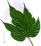 Kagayama Mulberry, leaf